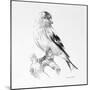 Bird Drawing II-Lanie Loreth-Mounted Premium Giclee Print