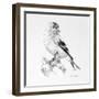 Bird Drawing II-Lanie Loreth-Framed Art Print