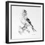 Bird Drawing II-Lanie Loreth-Framed Art Print