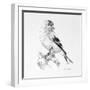 Bird Drawing II-Lanie Loreth-Framed Art Print