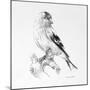 Bird Drawing II-Lanie Loreth-Mounted Art Print