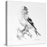 Bird Drawing II-Lanie Loreth-Stretched Canvas