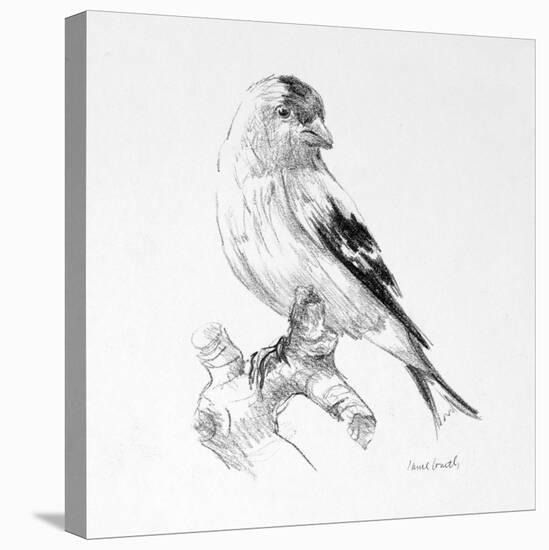 Bird Drawing II-Lanie Loreth-Stretched Canvas
