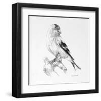 Bird Drawing II-Lanie Loreth-Framed Art Print