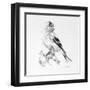Bird Drawing II-Lanie Loreth-Framed Art Print