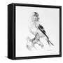 Bird Drawing II-Lanie Loreth-Framed Stretched Canvas