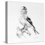 Bird Drawing II-Lanie Loreth-Stretched Canvas