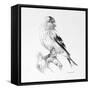 Bird Drawing II-Lanie Loreth-Framed Stretched Canvas