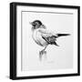 Bird Drawing III-Lanie Loreth-Framed Premium Giclee Print
