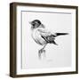 Bird Drawing III-Lanie Loreth-Framed Premium Giclee Print