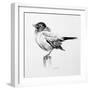 Bird Drawing III-Lanie Loreth-Framed Premium Giclee Print