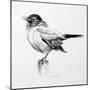 Bird Drawing III-Lanie Loreth-Mounted Premium Giclee Print