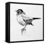 Bird Drawing III-Lanie Loreth-Framed Stretched Canvas