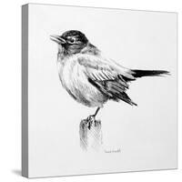 Bird Drawing III-Lanie Loreth-Stretched Canvas