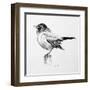 Bird Drawing III-Lanie Loreth-Framed Art Print
