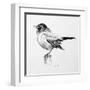 Bird Drawing III-Lanie Loreth-Framed Art Print