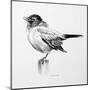 Bird Drawing III-Lanie Loreth-Mounted Art Print