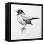 Bird Drawing III-Lanie Loreth-Framed Stretched Canvas