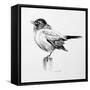 Bird Drawing III-Lanie Loreth-Framed Stretched Canvas