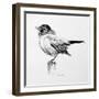 Bird Drawing III-Lanie Loreth-Framed Premium Giclee Print