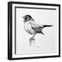 Bird Drawing III-Lanie Loreth-Framed Premium Giclee Print