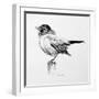 Bird Drawing III-Lanie Loreth-Framed Premium Giclee Print