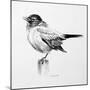 Bird Drawing III-Lanie Loreth-Mounted Premium Giclee Print