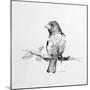 Bird Drawing IV-Lanie Loreth-Mounted Art Print