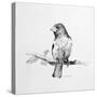 Bird Drawing IV-Lanie Loreth-Stretched Canvas