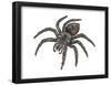 Bird-Eating Spider (Theraphosa), Arachnids-Encyclopaedia Britannica-Framed Poster