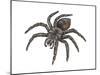Bird-Eating Spider (Theraphosa), Arachnids-Encyclopaedia Britannica-Mounted Poster