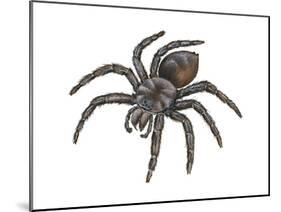 Bird-Eating Spider (Theraphosa), Arachnids-Encyclopaedia Britannica-Mounted Poster