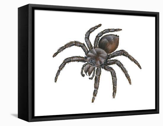 Bird-Eating Spider (Theraphosa), Arachnids-Encyclopaedia Britannica-Framed Stretched Canvas