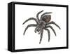 Bird-Eating Spider (Theraphosa), Arachnids-Encyclopaedia Britannica-Framed Stretched Canvas