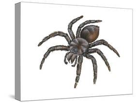 Bird-Eating Spider (Theraphosa), Arachnids-Encyclopaedia Britannica-Stretched Canvas