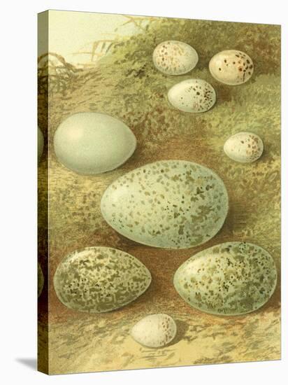 Bird Egg Collection II-Vision Studio-Stretched Canvas