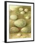 Bird Egg Collection II-Vision Studio-Framed Art Print