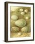 Bird Egg Collection II-Vision Studio-Framed Art Print