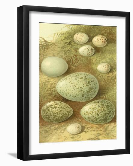 Bird Egg Collection II-Vision Studio-Framed Art Print