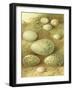 Bird Egg Collection II-Vision Studio-Framed Art Print