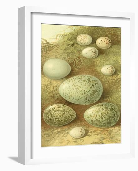 Bird Egg Collection II-Vision Studio-Framed Art Print