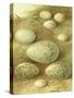 Bird Egg Collection II-Vision Studio-Stretched Canvas