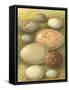 Bird Egg Collection IV-Vision Studio-Framed Stretched Canvas