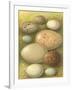 Bird Egg Collection IV-Vision Studio-Framed Art Print