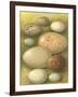 Bird Egg Collection IV-Vision Studio-Framed Art Print