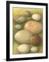 Bird Egg Collection IV-Vision Studio-Framed Art Print