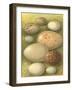 Bird Egg Collection IV-Vision Studio-Framed Art Print