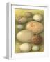 Bird Egg Collection IV-Vision Studio-Framed Art Print