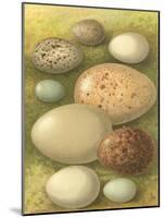 Bird Egg Collection IV-Vision Studio-Mounted Art Print