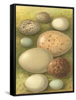 Bird Egg Collection IV-Vision Studio-Framed Stretched Canvas